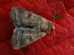 Diarsia rubi