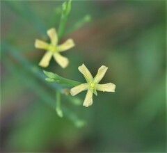 Hypericum gentianoides