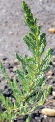 Suaeda maritima