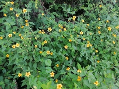 Sclerocarpus divaricatus