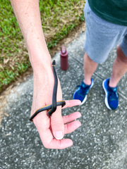 Diadophis punctatus punctatus