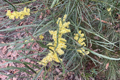 Acacia mucronata