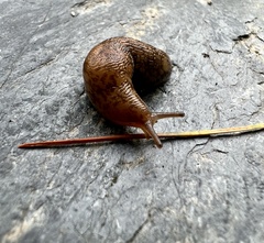 Deroceras reticulatum