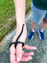 Diadophis punctatus punctatus