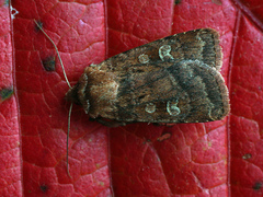 Diarsia rubi
