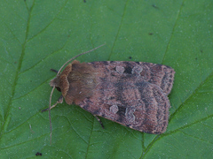 Diarsia rubi