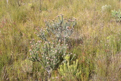 Leucospermum truncatulum