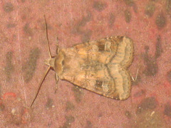 Diarsia rubi