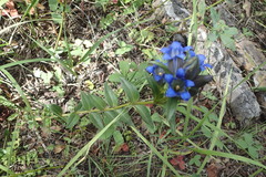 Gentiana parryi