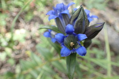 Gentiana parryi