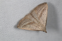 Macrochilo hypocritalis