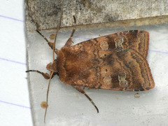 Diarsia rubi