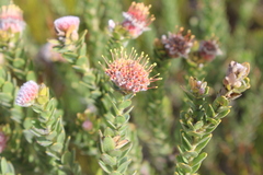 Leucospermum truncatulum