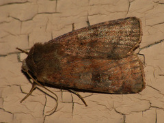 Diarsia rubi