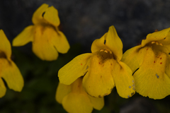 Erythranthe caespitosa