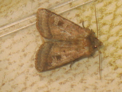 Diarsia rubi