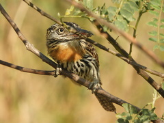 Nystalus maculatus