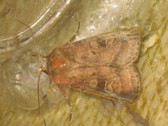 Diarsia rubi