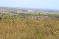 Thesium euphorbioides