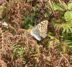 Argynnis pandora