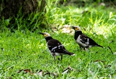 Gracupica nigricollis