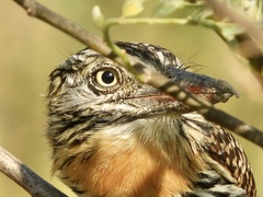 Nystalus maculatus