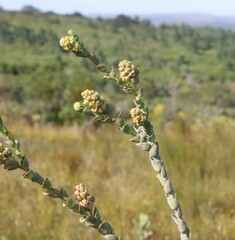 Thesium euphorbioides