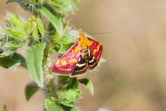 Pyrausta purpuralis