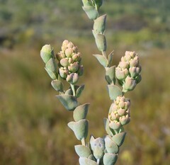 Thesium euphorbioides