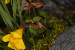 Erythranthe caespitosa