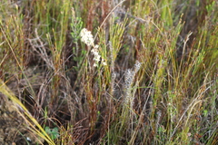 Struthiola