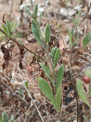 Pulicaria paludosa
