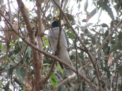 Coracina novaehollandiae