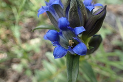 Gentiana parryi