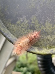 Calliteara pudibunda