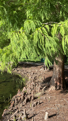 Taxodium
