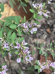 Lespedeza virginica