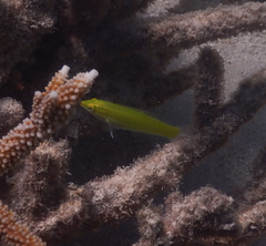 Halichoeres chloropterus