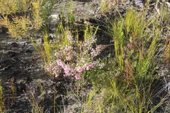 Erica placentiflora