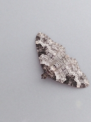 Xanthorhoe fluctuata