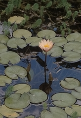 Nymphaea mexicana