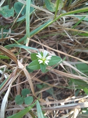 Cerastium holosteoides