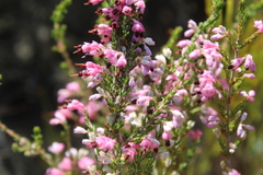 Erica placentiflora