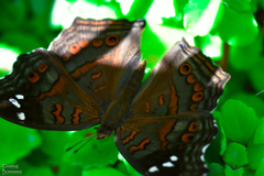 Junonia natalica natalica