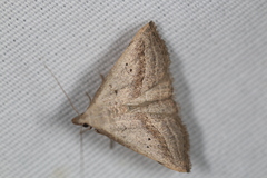 Macrochilo hypocritalis