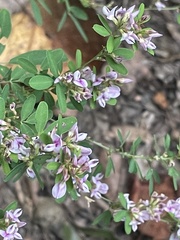 Lespedeza virginica