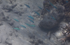 Chromis viridis