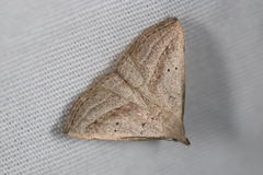 Macrochilo hypocritalis