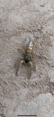 Psecas sumptuosus