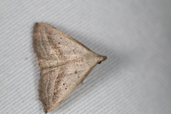 Macrochilo hypocritalis